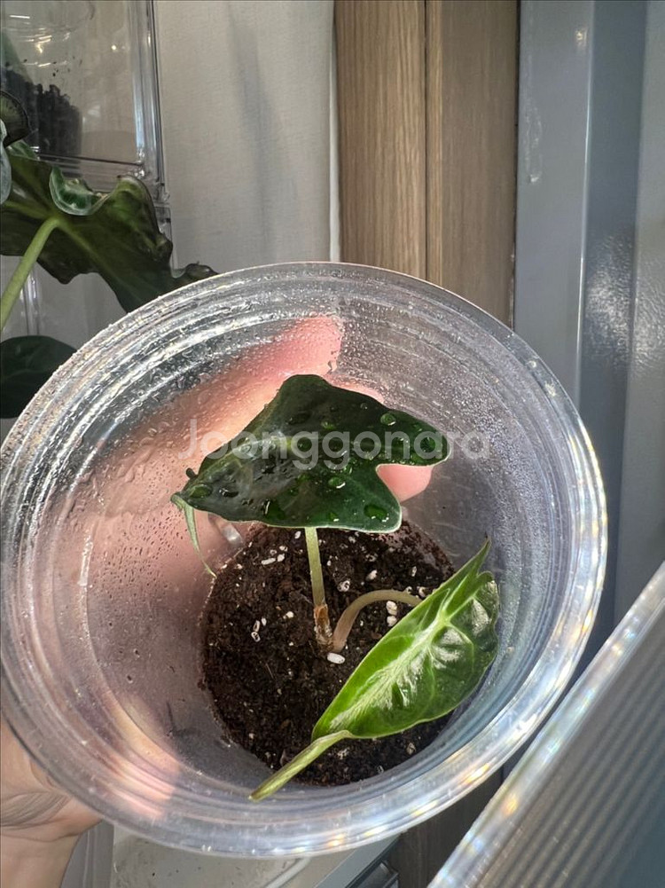 알로카시아 베놈--0