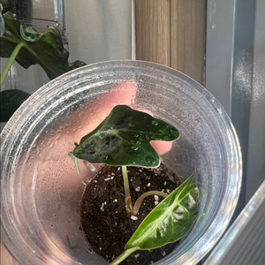 알로카시아 베놈