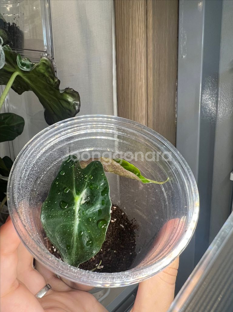 알로카시아 베놈--1