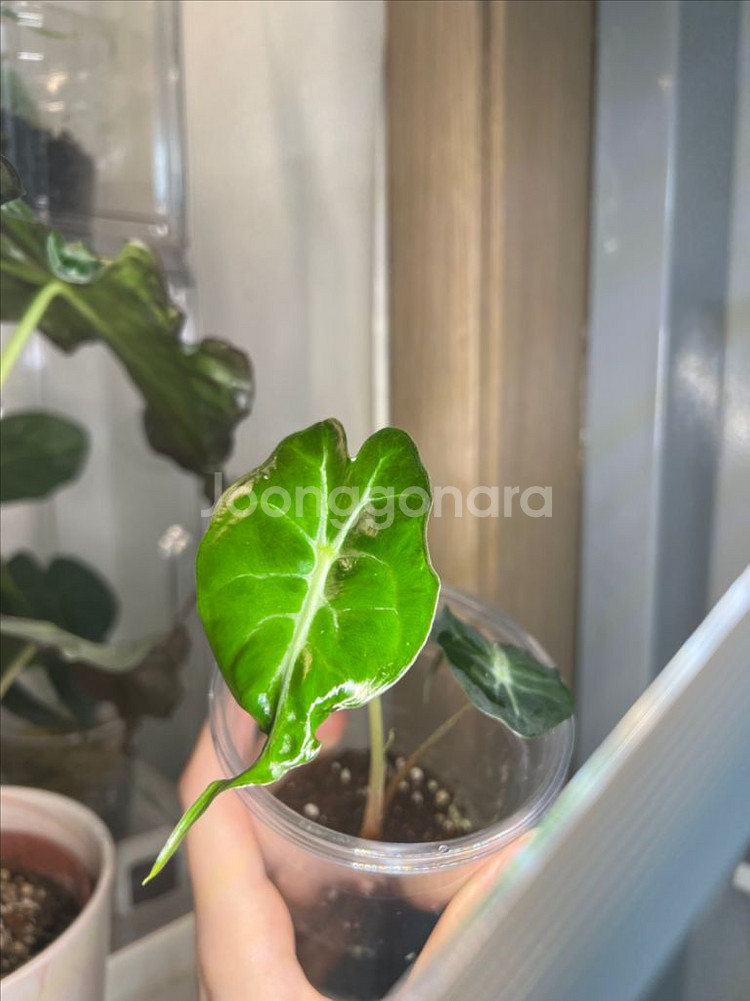 알로카시아 베놈--0