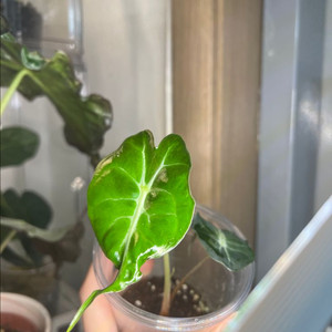 알로카시아 베놈