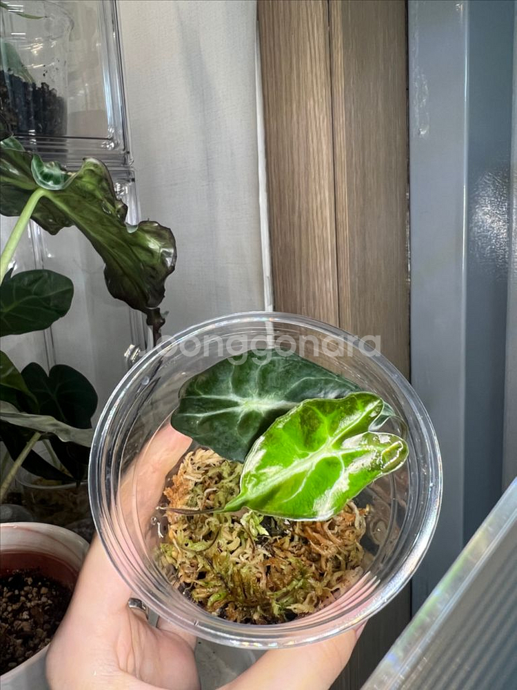 알로카시아 베놈--0