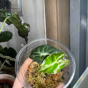 알로카시아 베놈