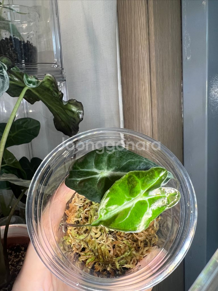 알로카시아 베놈--1