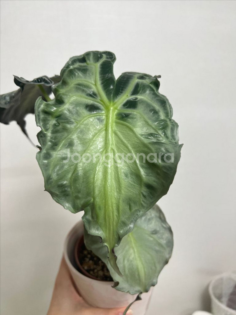 알로카시아 베놈--1