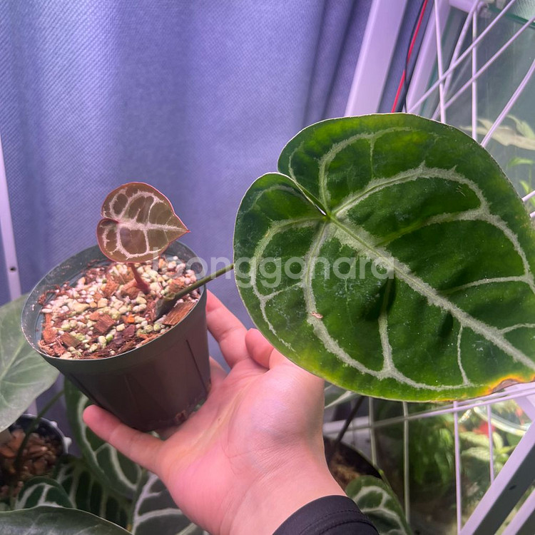 안스리움 엔젤스드림 (호야, 알로 x)--0