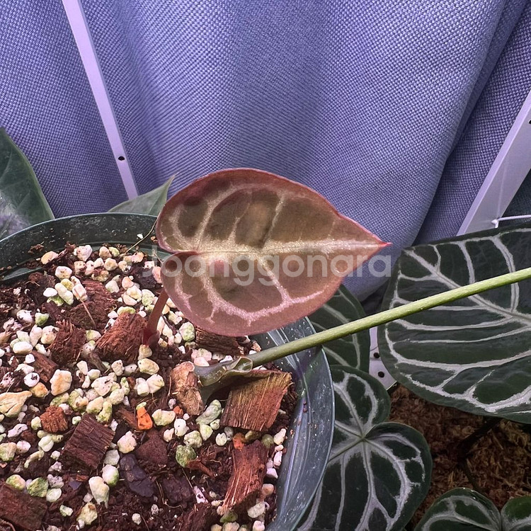 안스리움 엔젤스드림 (호야, 알로 x)--3