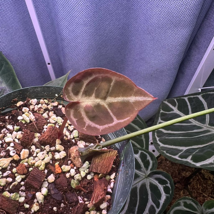 안스리움 엔젤스드림 (호야, 알로 x)--3