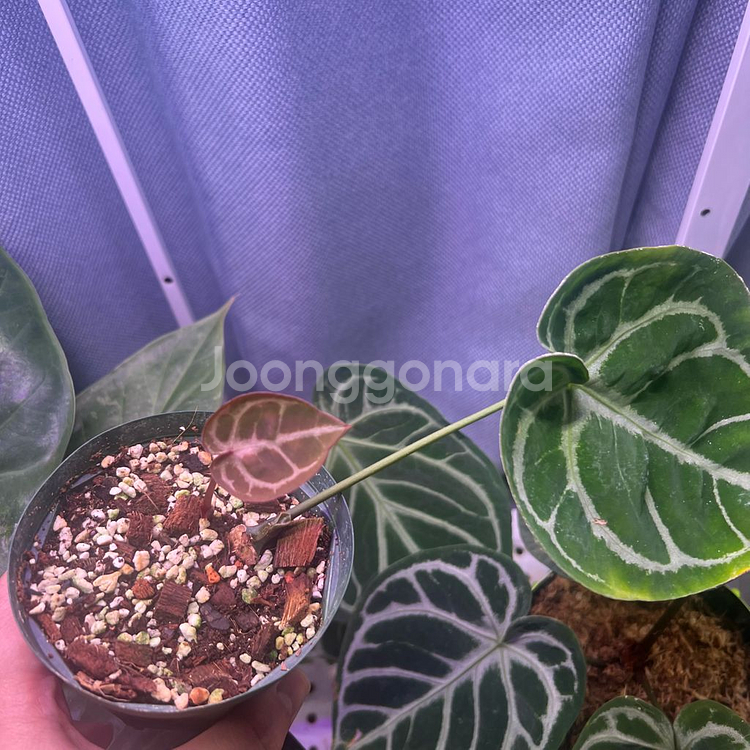 안스리움 엔젤스드림 (호야, 알로 x)--2