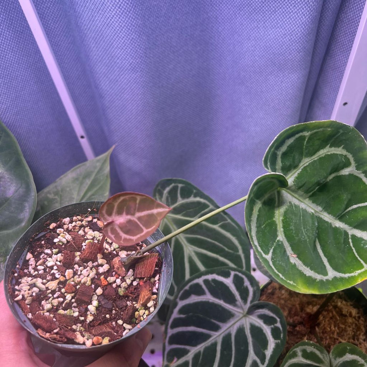 안스리움 엔젤스드림 (호야, 알로 x)--2