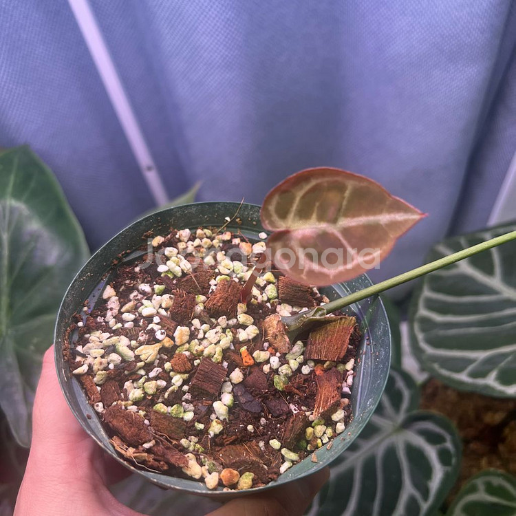 안스리움 엔젤스드림 (호야, 알로 x)--1