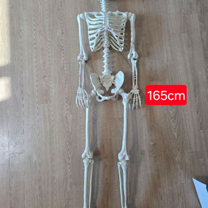 해골 모형(할로윈 코스트코)