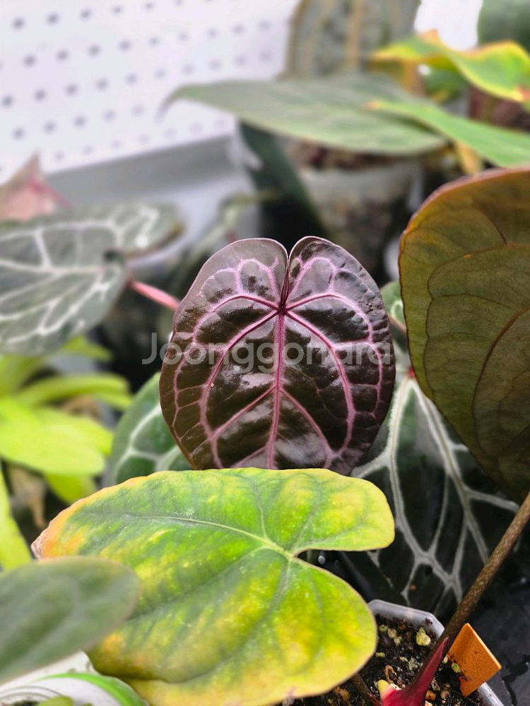 안스리움 닥블락 미쉘자라 (알로카시아 x)--0