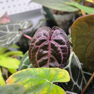 안스리움 닥블락 미쉘자라 (알로카시아 x)