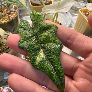 알로카시아 잭클린 미스틱