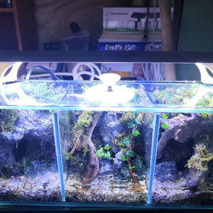 미니 쓰리 컨셉 팔루다리움 어항