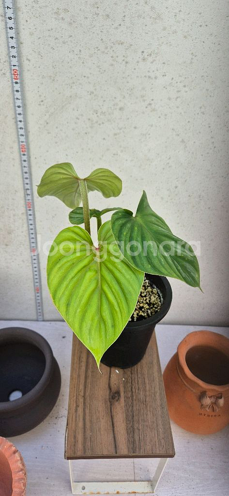 필로덴드론플로우마니블렉페이스--0