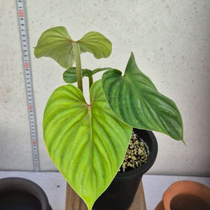 필로덴드론플로우마니블렉페이스