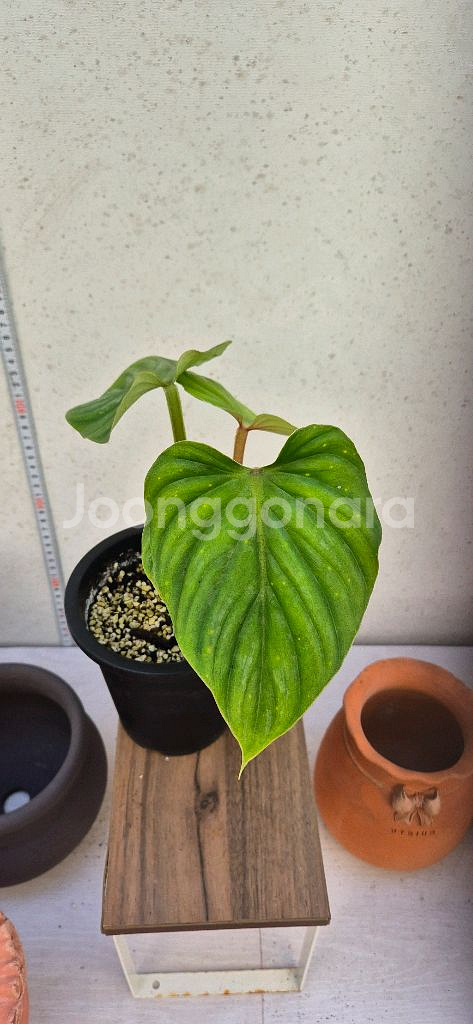 필로덴드론플로우마니블렉페이스--2