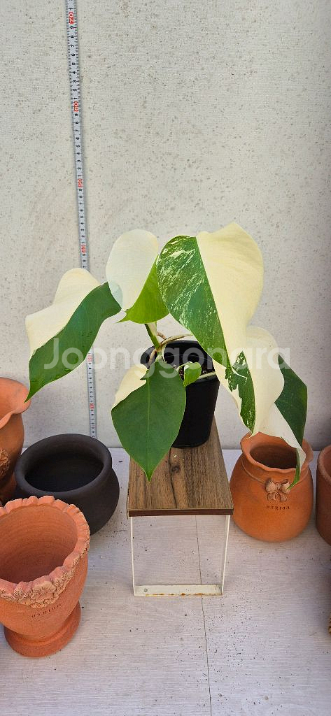 몬스테라알보반반이--0