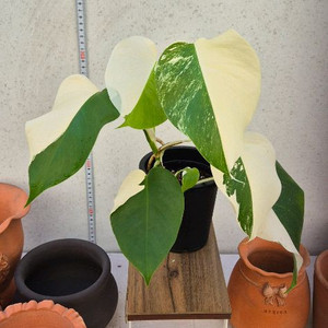 몬스테라알보반반이