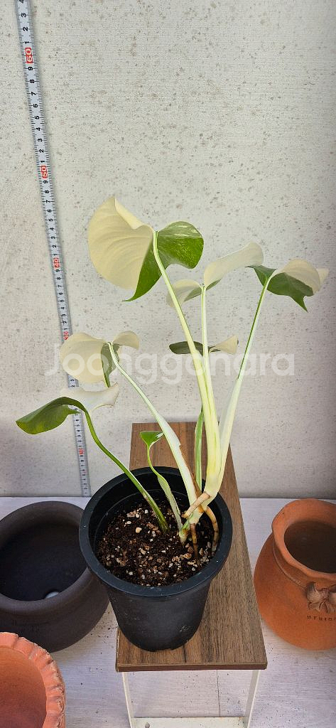 몬스테라알보반반이--1