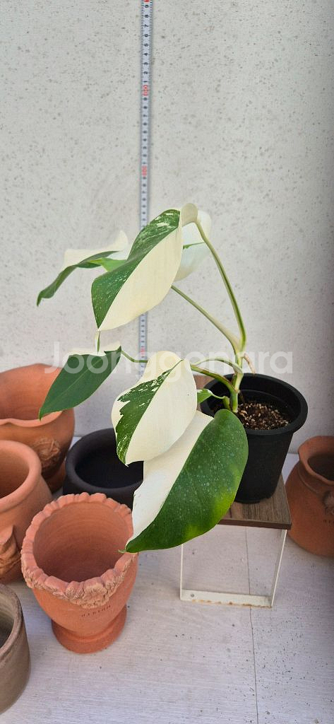 몬스테라알보반반이--2