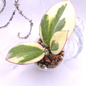 호야 파라알보 #only1