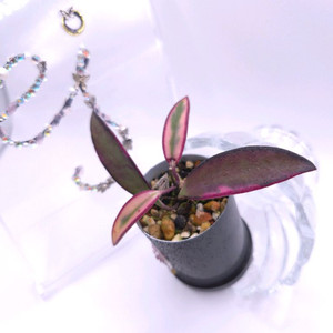 호야 로리린 #Last