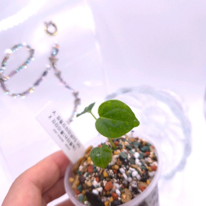 안스리움 파필리라미넘x자라미쉘#no1