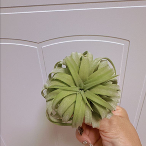 틸란드시아 론 x 레드힐즈