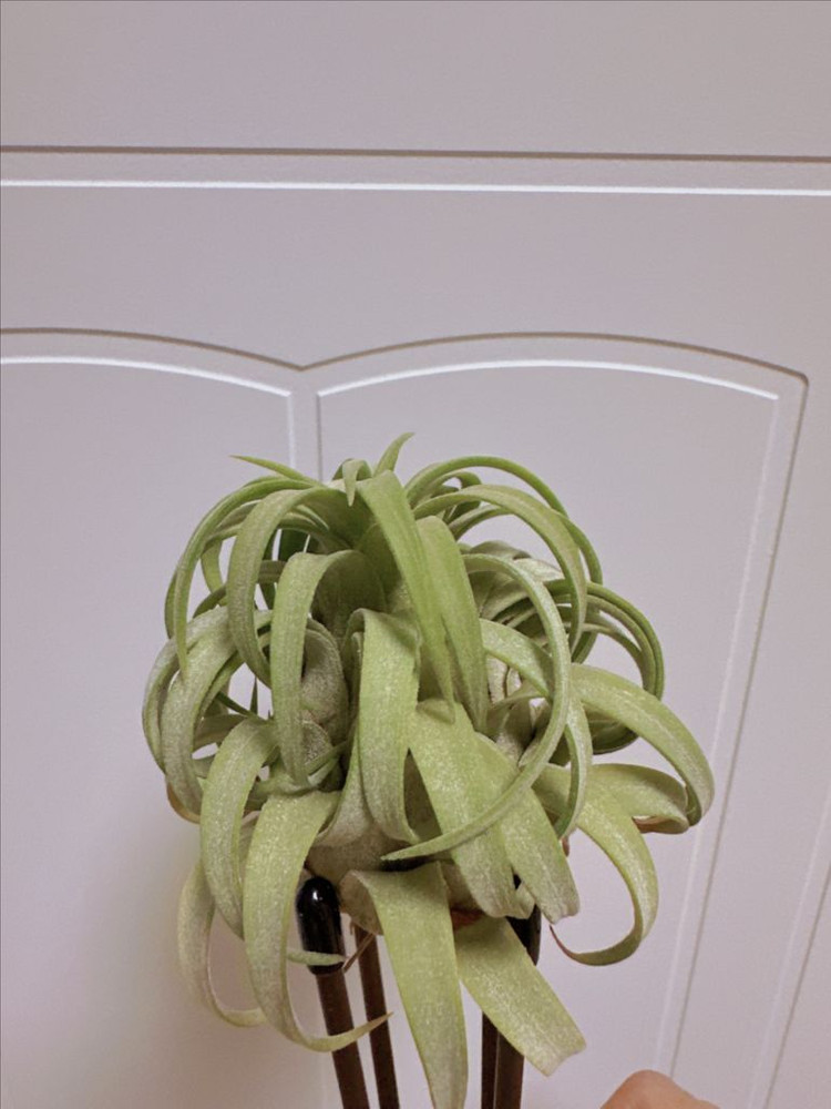 틸란드시아 론 x 레드힐즈--3