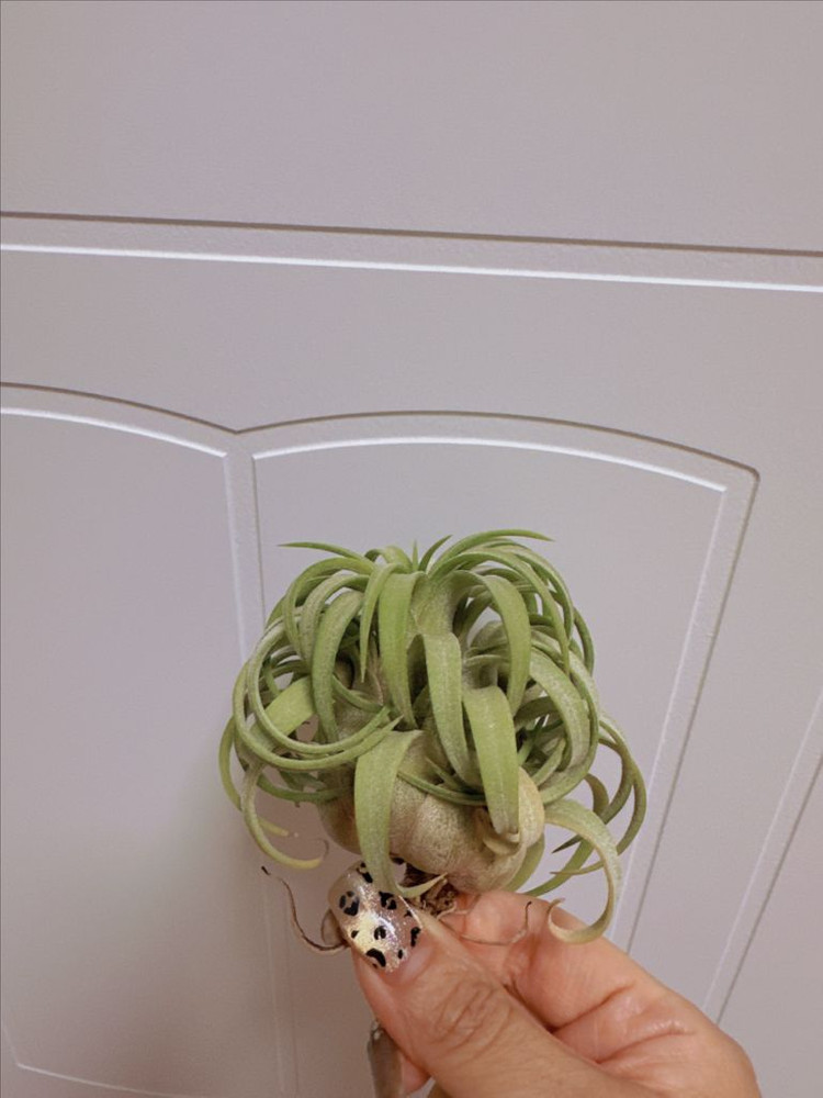 틸란드시아 론 x 레드힐즈--1