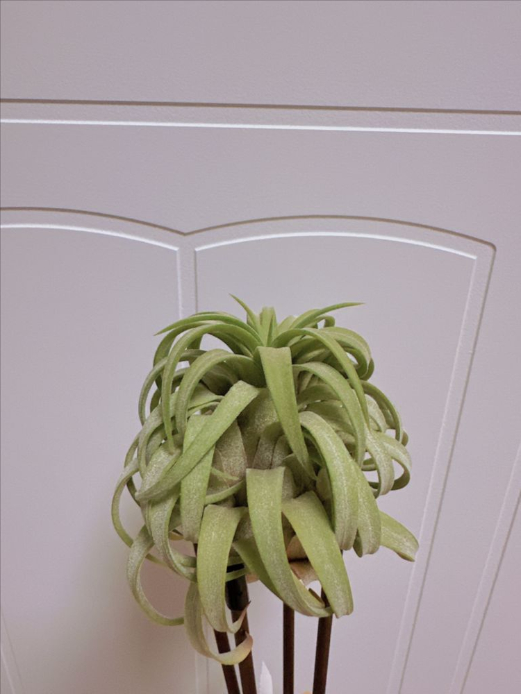 틸란드시아 론 x 레드힐즈--2