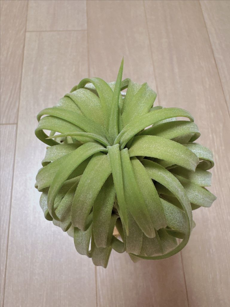 틸란드시아 론 x 레드힐즈--4