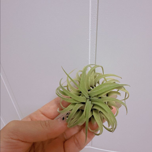 틸란드시아 팀즈로얄 x 셀레리아나