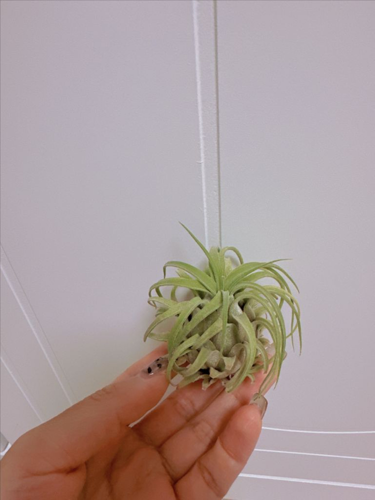 틸란드시아 팀즈로얄 x 셀레리아나--1