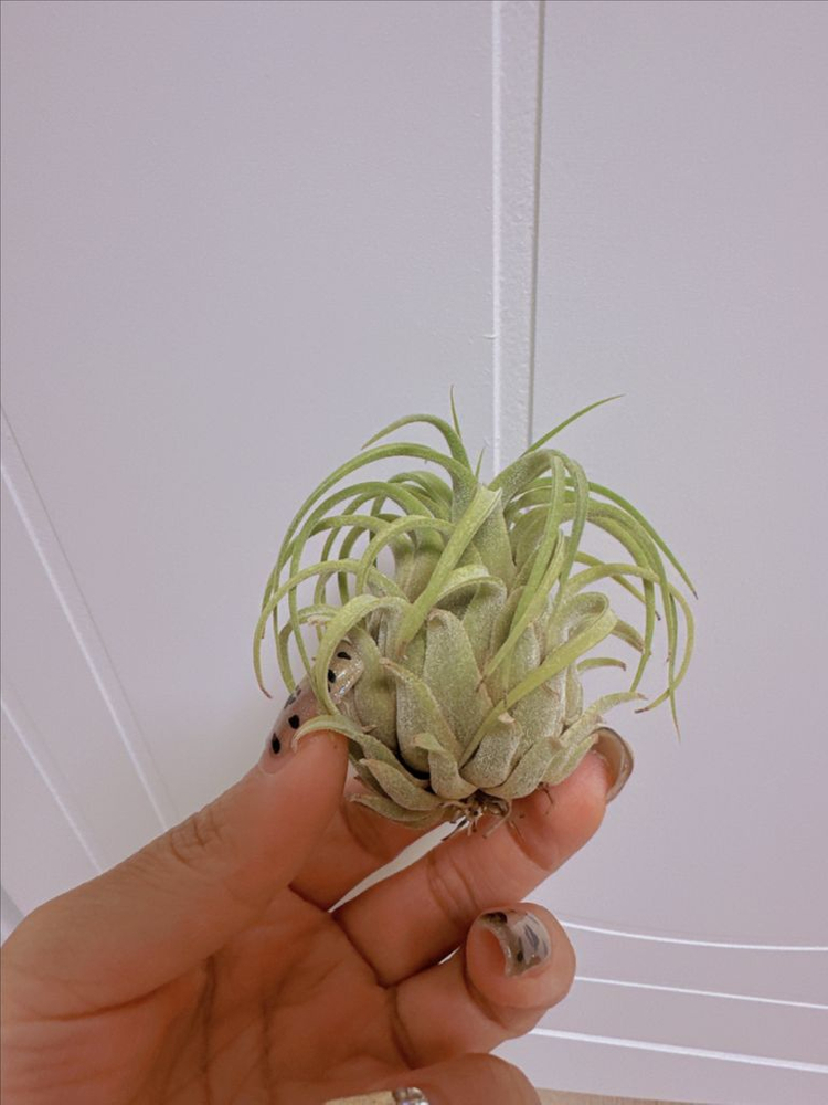 틸란드시아 팀즈로얄 x 셀레리아나--2