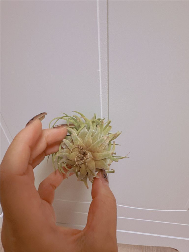 틸란드시아 팀즈로얄 x 셀레리아나--3