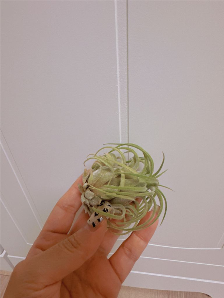 틸란드시아 팀즈로얄 x 셀레리아나--4