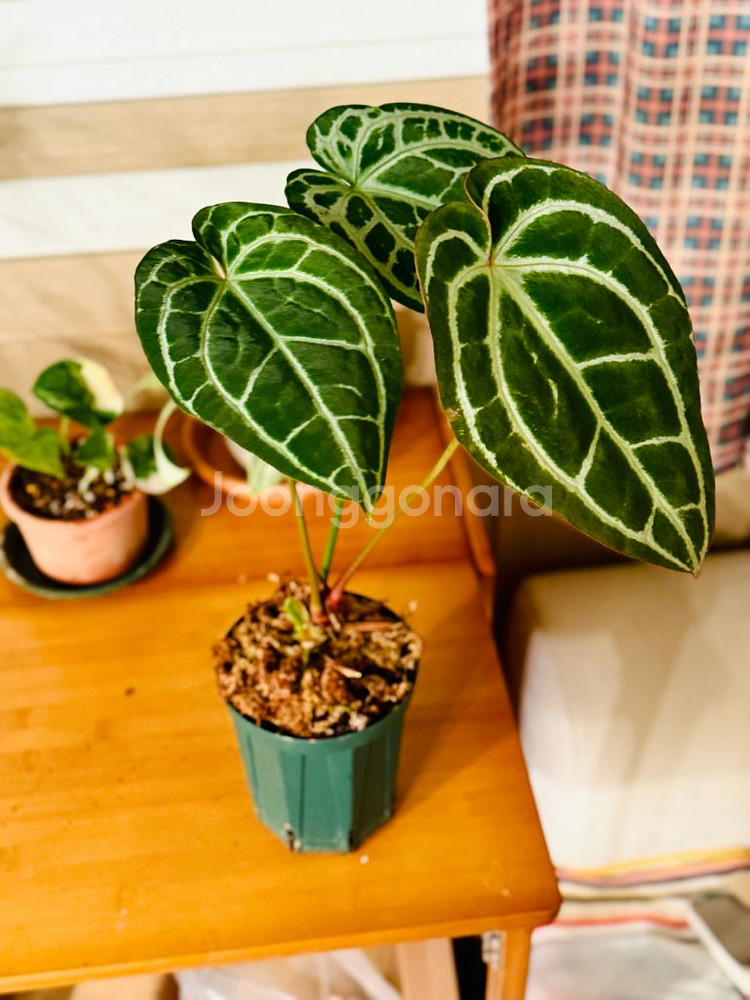 안스리움 미나하사--1