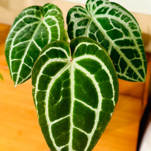 안스리움 미나하사