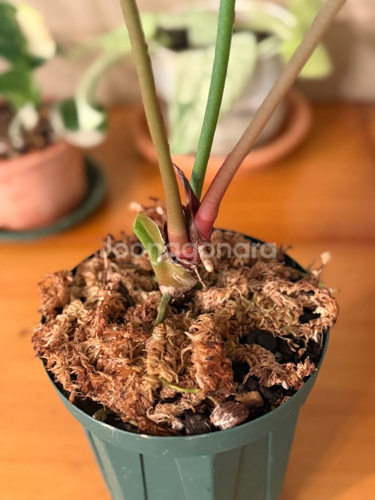 안스리움 미나하사--2