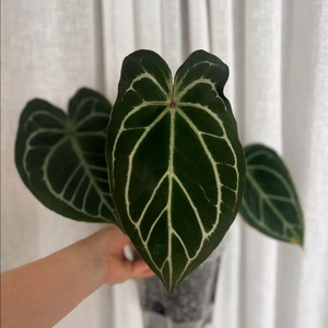 안스리움 레드스파이더 * 도라야끼레드