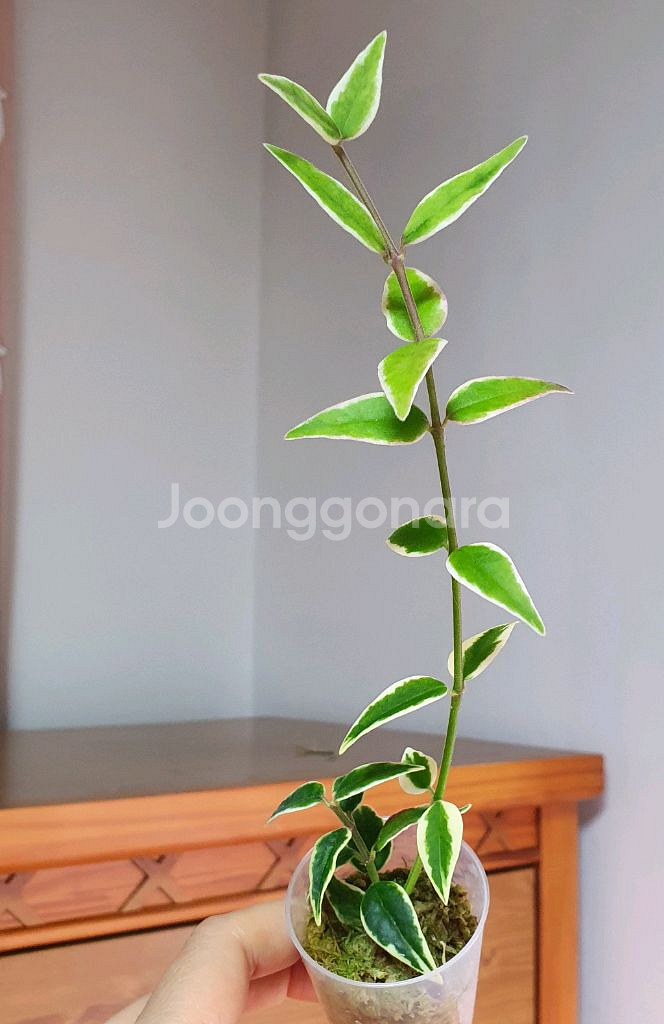 호야 벨라알보--0