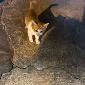 미즈노 유도복 백색 2.5사이즈 구매