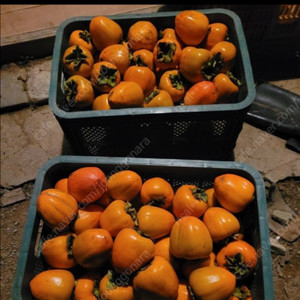 대봉감 10KG 특대사이즈 판매합니다