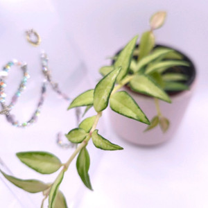 호야 벨라루이부아 #only1