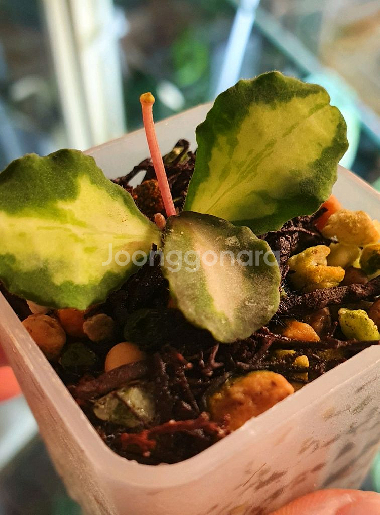 호야 칸야쿠 마리아나 바리에가타--0