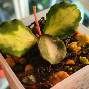 호야 칸야쿠 마리아나 바리에가타